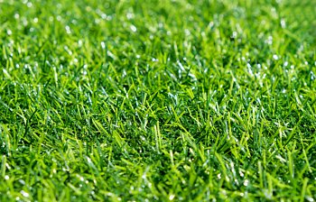 lawn