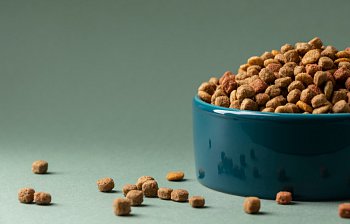 dog food
