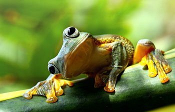 frog