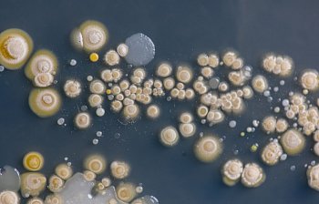fungus