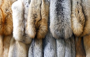 fur