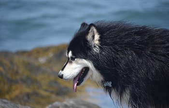 furry