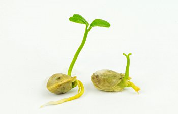 germinate
