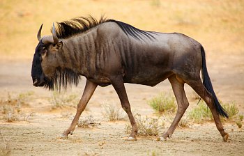 gnu
