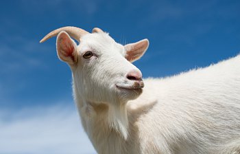 goat