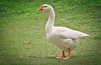 goose