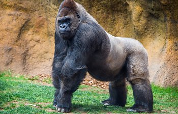 gorilla
