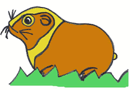 a guinea pig