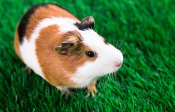 guinea pig