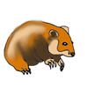 a hamster