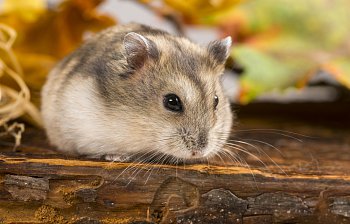 hamster