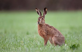 hare