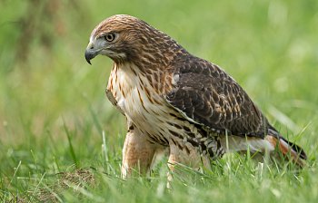 hawk