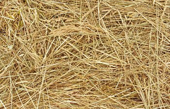 hay