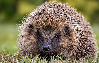 hedgehog