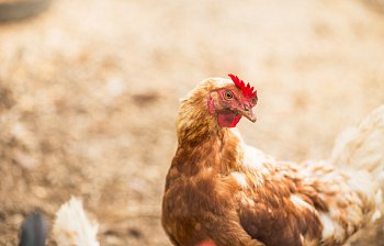 hen