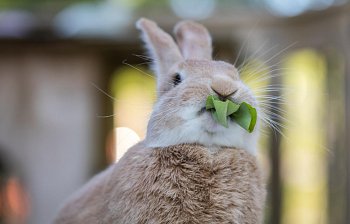 herbivore