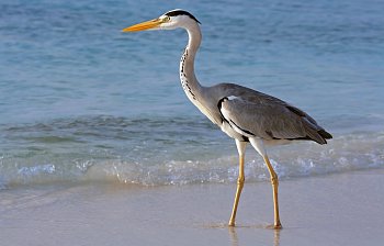 heron
