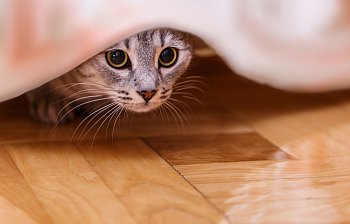 hide