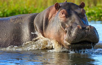 hippo