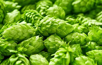 hops