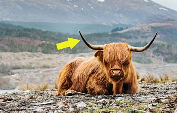 horn