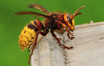 hornet