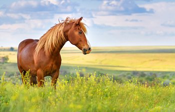 horse