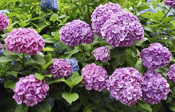 hydrangea