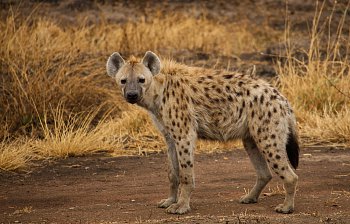 hyena