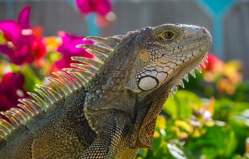 iguana