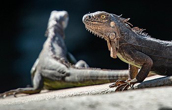 reptile