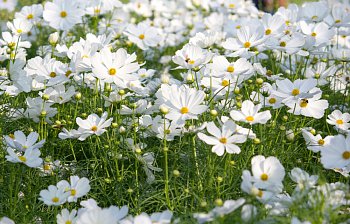 in bloom