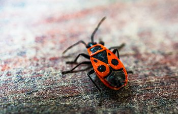 insect