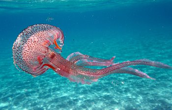 jellyfish