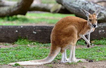 kangaroo
