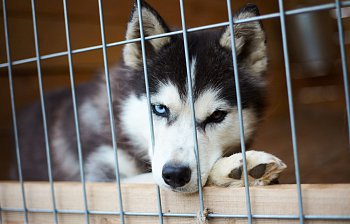 kennel