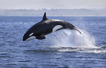 killer whale