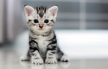 kitten