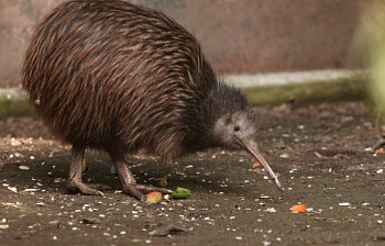 kiwi