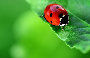 ladybird