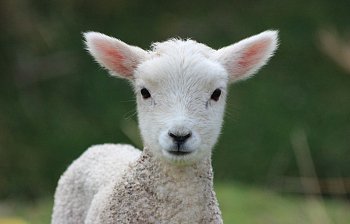 lamb