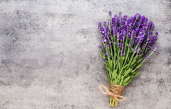 lavender
