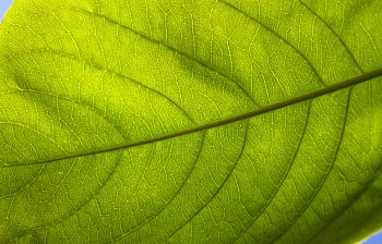 leaf