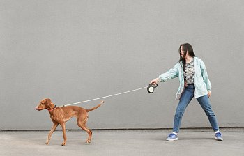 leash