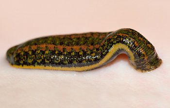 leech
