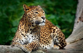 leopard