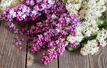lilac