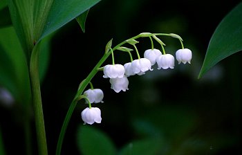 lily of the valley