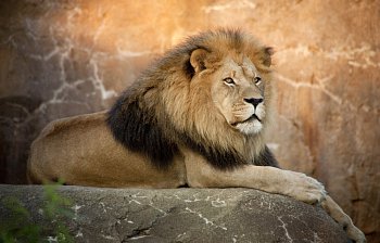 lion